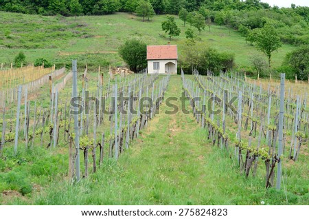 Landscape with wine yard and house in background