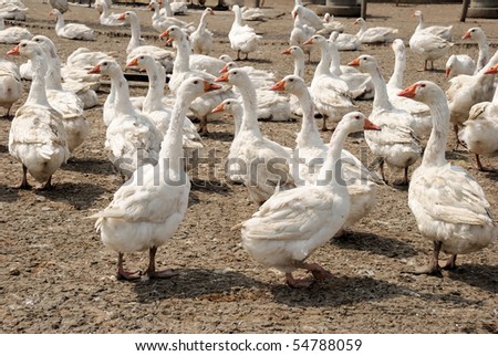 A group of free range domestic white geese raised for meat at a local family farm