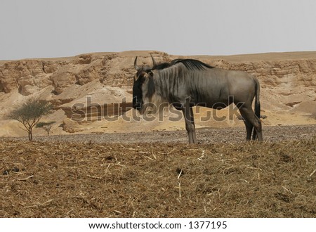 Antilope Gnu