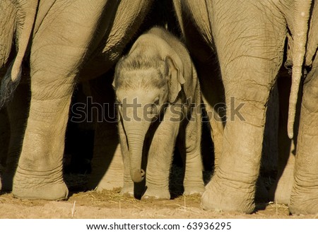 A baby Asian elephant between adult elephant legs