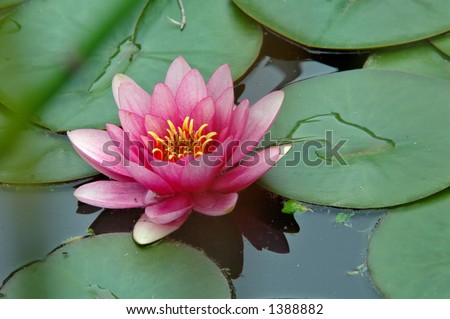 stock photo lotus flower