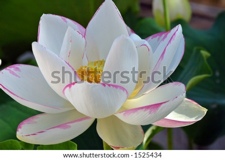 Nelumbo nucifera is a flowering, aquatic plant with beautiful, fragrant flowers.