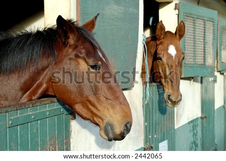 Two horses with the head outside of the stable.