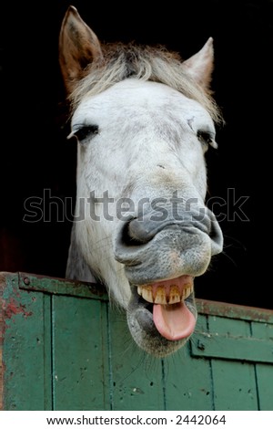 Close up of a funny horse in its box
