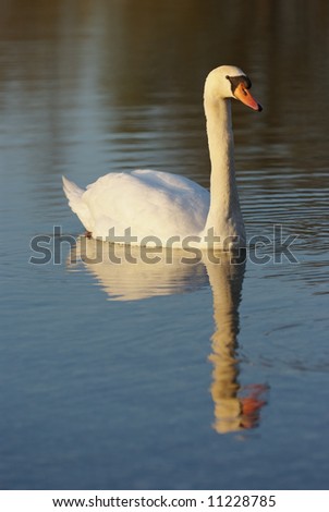 Reflection with a swan on a dark lake