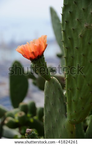 orange cactus flower against grey sky