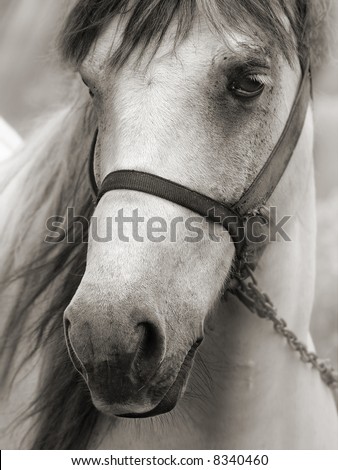 Portrait of a sad horse in sepia