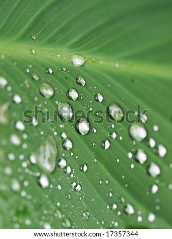 droplets on leaf macro image