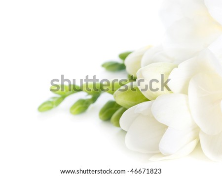 first spring flowers on white background