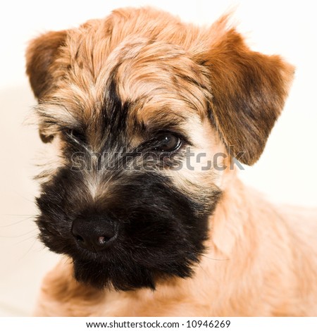 Wheaten Terrier Puppies on Irish Soft Coated Wheaten Terrier Small Brown Puppy Stock Photo