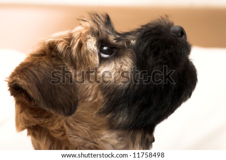 wheaten terrier puppies. coated wheaten terrier