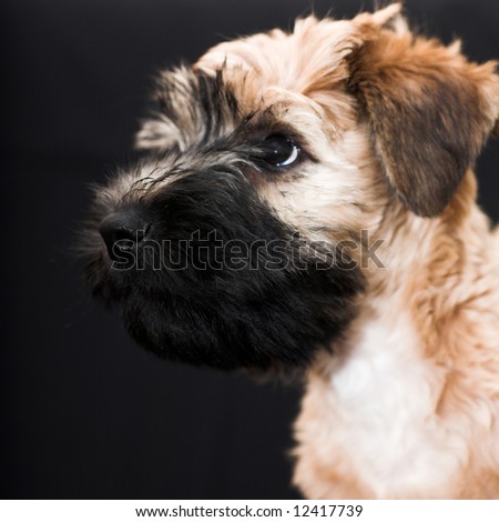 Irish soft coated wheaten terrier on black