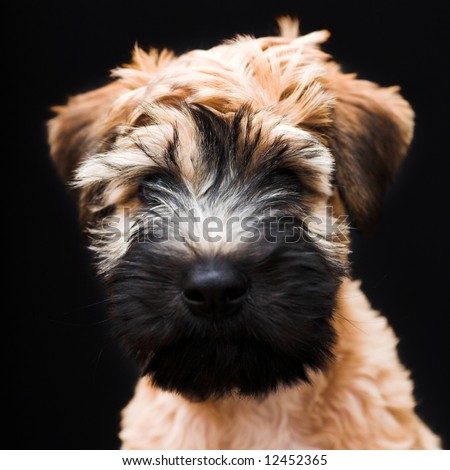 wheaten terrier puppies. jim, Black+irish+terrier+