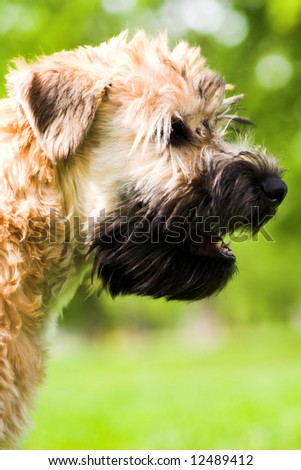 Irish soft coated wheaten terrier portrait