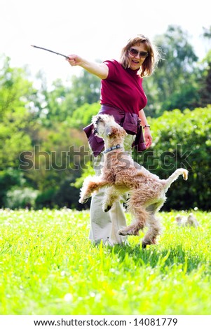 Jumiping dog on green grass (Irish soft coated wheaten terrier)