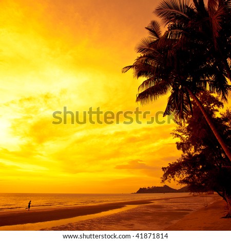beach sand sunset. palms and sand beach,