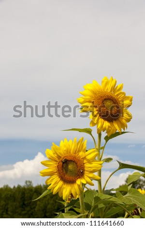 Sunflowers reaching for the sun with lots of negative space above in the clouds.