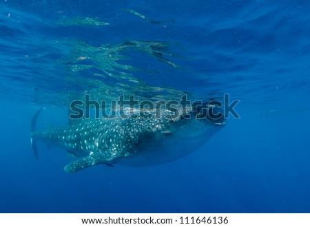 Whale shark  (Rhincodon typus) is feeding on bonita and other fish eggs in the clear water off off isla mujeres.