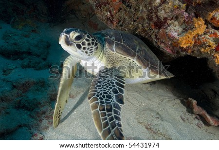Sea Turtle poses for camera.