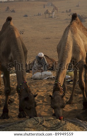 INDIA-NOVEMBER11:Indian farmers prepare for  sale the camel Pushkar fair on November11, 2008 Pushkar India. Pushkar fair is a big camel and cattle trading