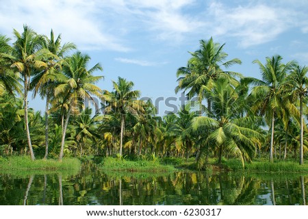 Coco-trees and reflection at backwaters of Kerala, India