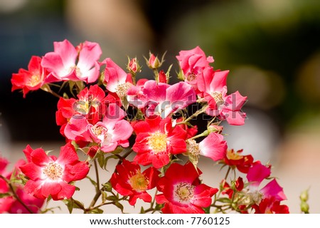 flowers background. rose flowers background