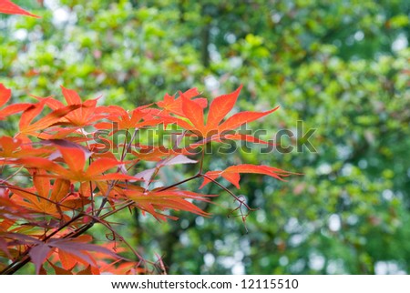 Red leaves of Chinese maple