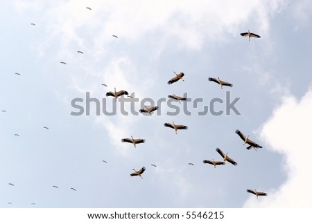 Pack of birds in the sky(storks)