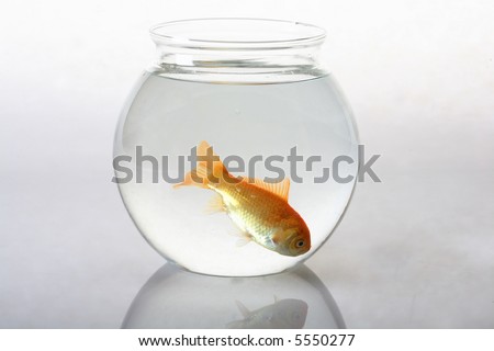 Single goldfish in bowl
