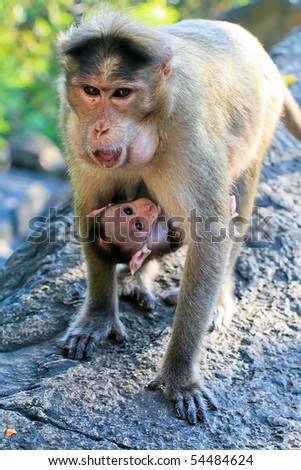 Bonnet Macaque Mother with Baby at Dudhsagar Waterfall, GOA, India
