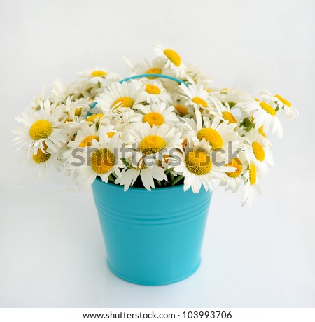 Beautiful bouquet of daisies in a blue bucket