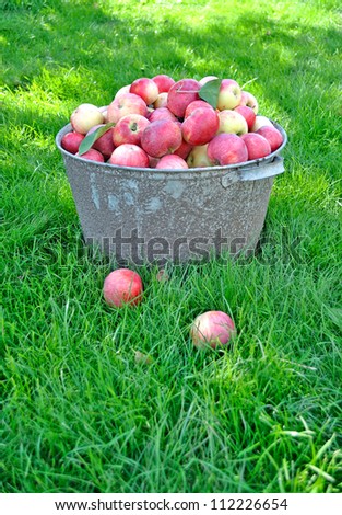 Fresh apple crop harvested in the garden