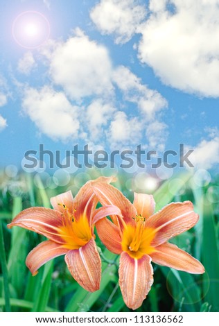 Beautiful lily flowers background with lens flare effect