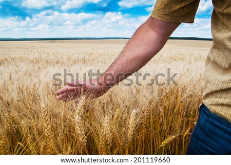 Man\'s hand slide threw the golden wheat field
