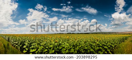 Field of sunflowers. Landscape with village in the distance