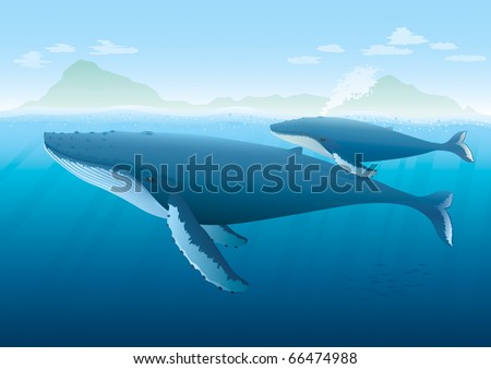 Landscape with ocean and island with Humpback Whale mother and young whale swimming on surface.  \