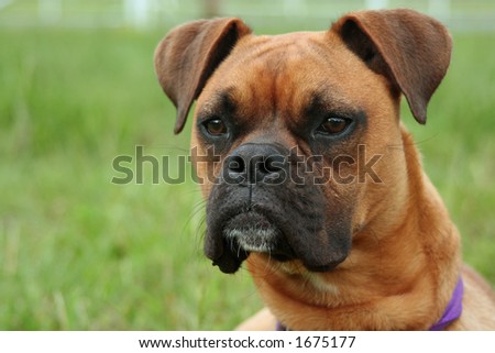 Boxer Dog with very alert expression