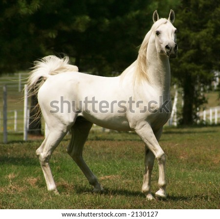 Trinket and her horse friends (my demestic horses) Stock-photo-white-arabian-horse-2130127