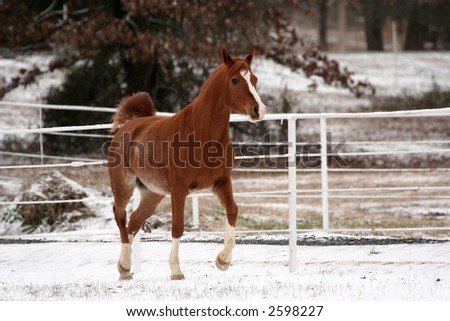 Arabian Horse Trotting