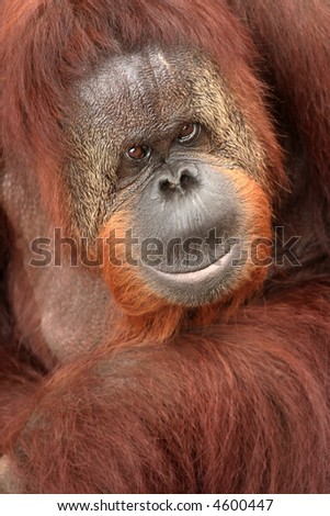 Close up of an Orangutan