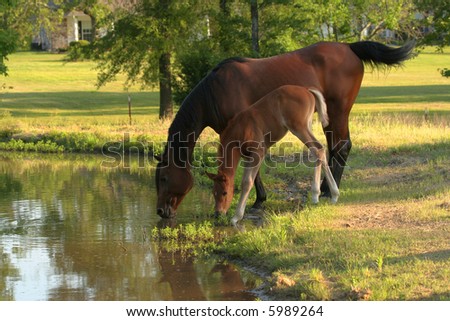 Mare and Foal drinking from pond