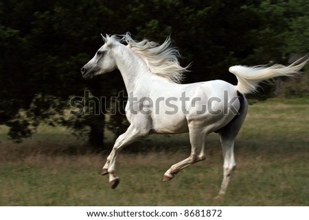 black and white pictures of horses. stock photo : White horse