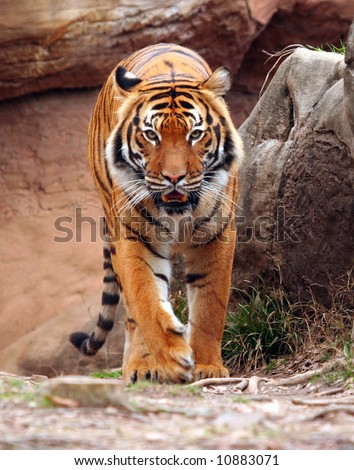 Tiger walking forward
