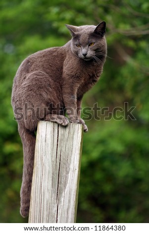 Cat setting on a post
