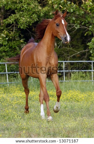 Arabian Horse running in field.