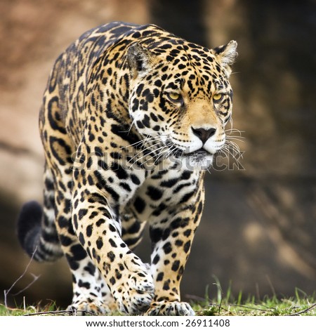 Jaguar on Jaguar Stock Photo 26911408   Shutterstock