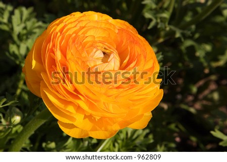 full bloom yellow poppy on a sunny spring day