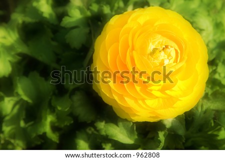 full bloom yellow poppy on a sunny spring day - soft focus