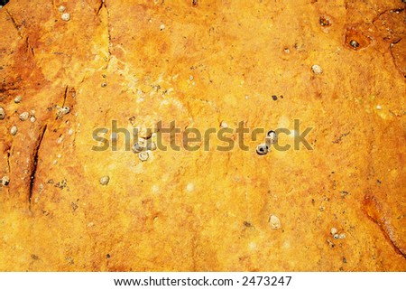 Orange rock with rich texture and shell detail