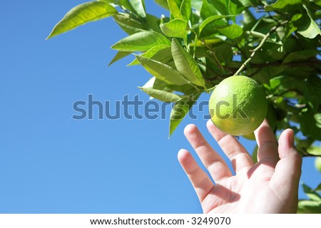 Man picking a ripe lemon with his hand on blue sky background. Focus on lemon